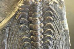 Трилобите и вълшебни бижута с естествен камък за жени