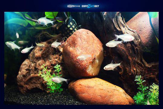Декорации за аквариум с 10% намаление в ЗооВетеринарен Център Еврозоовет