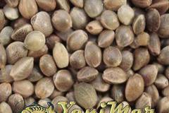 Конопено семе за риболов