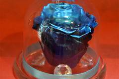 2017 Вечни рози и рози в стъкленица – Тъмно синя брокатена вечна роза в стъкленица – Доставка на Цветя-Букети-Роза в…