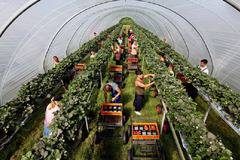 Край на сезонната работа за българите във Великобритания?