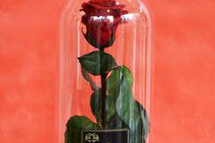 2017 Вечни рози и рози в стъкленица – Вечна естествена червена роза в стъкленица – Доставка на Цветя-Букети-Вечни рози и Рози…