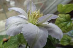 цветя клематис роко кола бял катерлив градински балконски