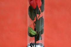 Вечна червена естествена роза в стъклен цилиндър