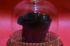 2017 Вечни рози и рози в стъкленица – Черна вечна естествена роза в стъкленица – Доставка на Цветя-Букети-Вечни рози и Рози в…