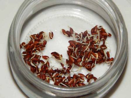 Семената от лен-великолепно средство за прочистване на червата!