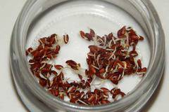 Семената от лен-великолепно средство за прочистване на червата!