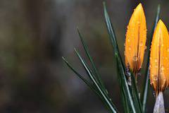 10 удивителни пролетни гледки от различни точки на планетата