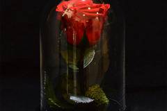 Неувяхваща естествена червена роза в стъкленица