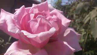 Роза терапия при депресия и хармонизиране на биополето!