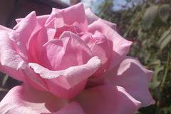 Роза терапия при депресия и хармонизиране на биополето!