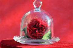 2017 Вечни рози и рози в стъкленица – Мини цикламена вечна роза в стъкленица – Доставка на Цветя-Букети-Вечни рози и Рози в…