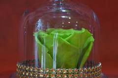 2017 Вечни рози и рози в стъкленица – Ярко зелена вечна роза в стъкленица – Доставка на Цветя-Букети-Вечни рози и Рози в…