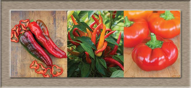 Семена за пипер