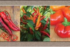 Семена за пипер