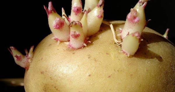 Изпитана народна рецепта при артрит!