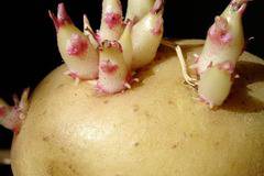 Изпитана народна рецепта при артрит!