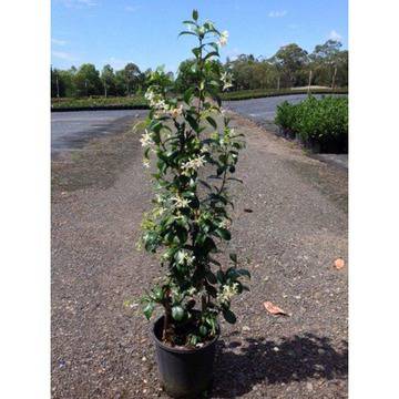 Trachelospermum jasminoides Лъжежасмин