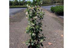 Trachelospermum jasminoides Лъжежасмин