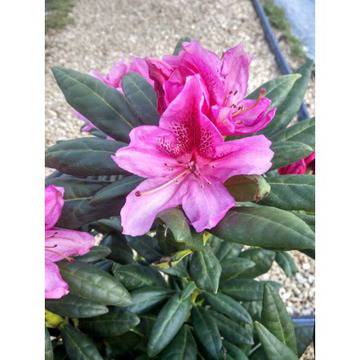 Rhododendron Cosmopolitan Рододендрон