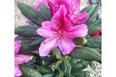 Rhododendron Cosmopolitan Рододендрон