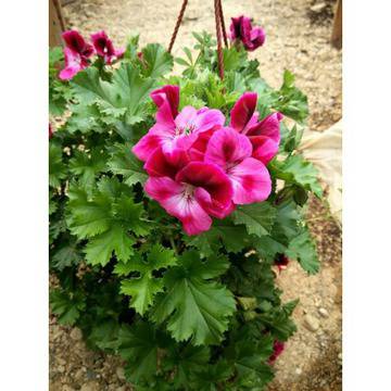 Кралско Мушкато кошница