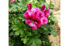 Кралско Мушкато кошница