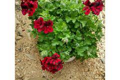 Кралско Мушкато кошница