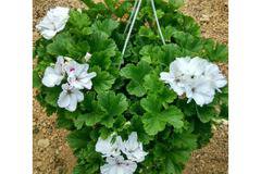 Кралско Мушкато кошница