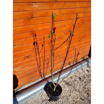 храсти дървета цветя градински саксийни балконски декоративни