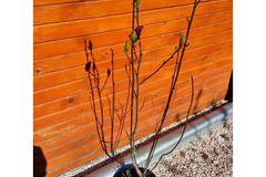 храсти дървета цветя градински саксийни балконски декоративни