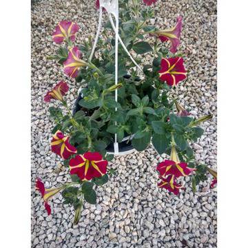 петуния нощно небе каскадна ароматна кошница