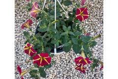 петуния нощно небе каскадна ароматна кошница