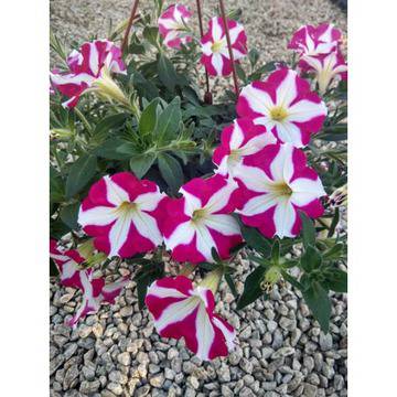 Petunia Кошница Петуния червена