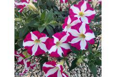 Petunia Кошница Петуния червена