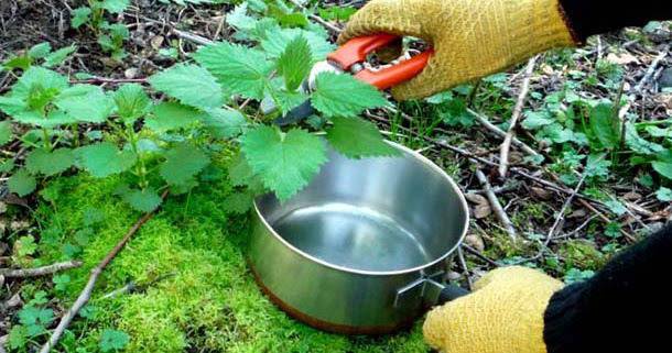 Какво не знаем за КОПРИВАТА!