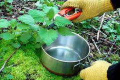 Какво не знаем за КОПРИВАТА!