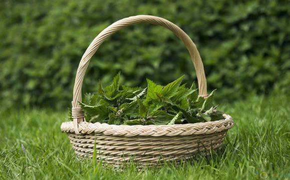 10 факта за копривата, които вероятно не знаете