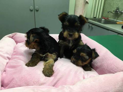 Йоркширски териер – бебета на 50 дни, търсят своите грижовни стопанини