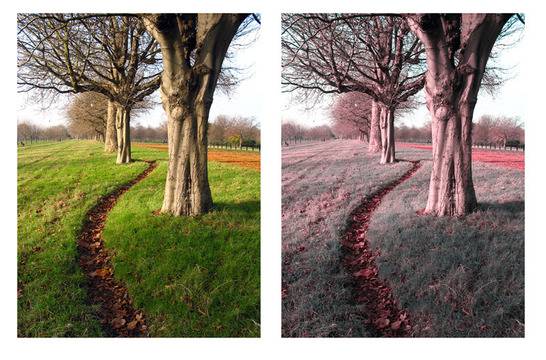 Българско откритие помага на 300 млн. далтонисти по света