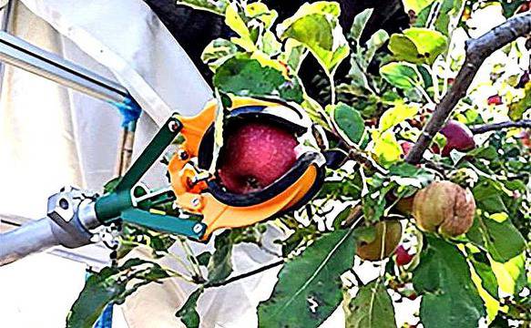 Робот за бране на ябълки, праскови и портокали може да замени берачите на плодове