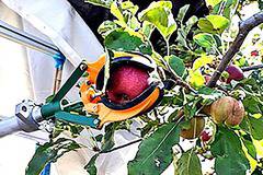 Робот за бране на ябълки, праскови и портокали може да замени берачите на плодове