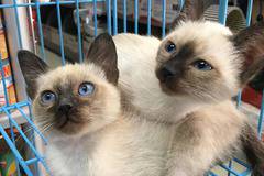 Сиамски котета очакват своите стопанини в Зооветеринарен център Еврозоовет