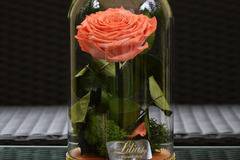 2017 Вечни рози и рози в стъкленица – Вечна естествена роза в стъкленица Корал – Доставка на Цветя-Букети-Вечни рози и Рози в…