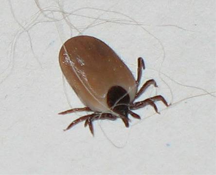 Не мажете с олио кърлежа, той повръща на кожата