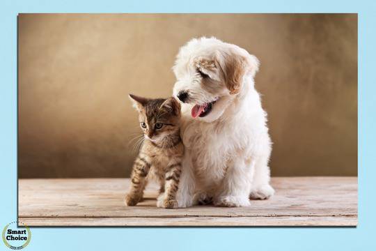 Картина пано за стена от 1 част с кученце и котенце – HD-168-1