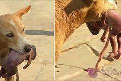 Бездомно куче спаси новородено бебе, изхвърлено в кофа за боклук