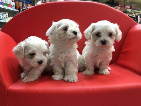 Сладки малки малтийски булонки Малтезер, обезпаразитени и ваксинирани, очакват своя стопанин