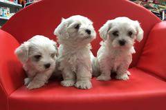 Сладки малки малтийски булонки Малтезер, обезпаразитени и ваксинирани, очакват своя стопанин