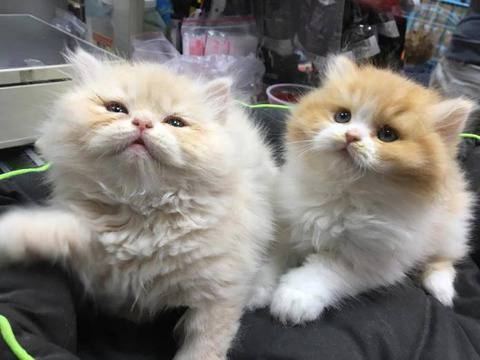 Мъжки персиец, роден на 15 март, очаква своите стопани